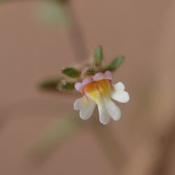 Chaenorhinum rubrifolium subsp. rubrifolium