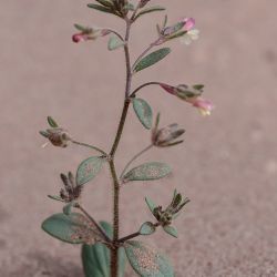 Chaenorhinum rubrifolium subsp. rubrifolium