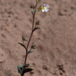 Chaenorhinum rubrifolium subsp. rubrifolium