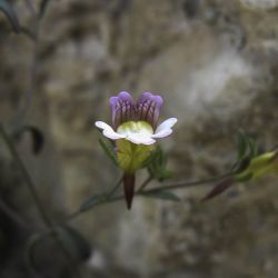 Chaenorhinum rubrifolium