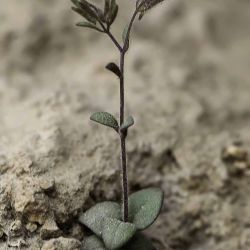 Chaenorhinum rubrifolium