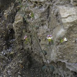 Chaenorhinum rubrifolium