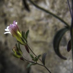 Chaenorhinum rubrifolium