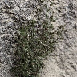 Chaenorhinum rubrifolium