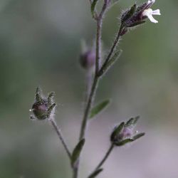 Chaenorhinum rubrifolium