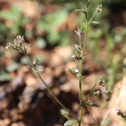 Chaenorhinum rubrifolium