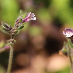 Chaenorhinum rubrifolium