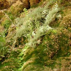 Chaenorhinum villosum subsp. granatensis