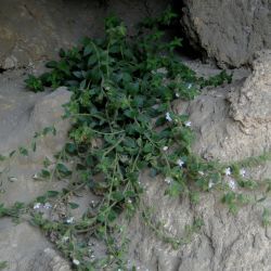 Chaenorhinum villosum subsp. granatensis
