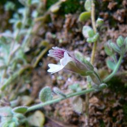 Chaenorhinum villosum subsp. granatensis