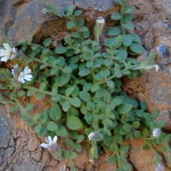 Chaenorhinum villosum subsp. granatensis