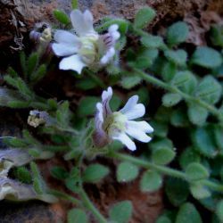 Chaenorhinum villosum subsp. granatensis
