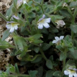 Chaenorhinum villosum subsp. granatensis