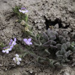 Chaenorhinum villosum subsp. granatensis