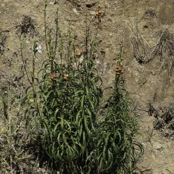 Digitalis obscura subsp. laciniata