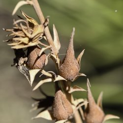 Digitalis obscura subsp. laciniata