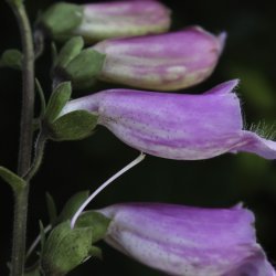 Digitalis purpurea subsp. purpurea