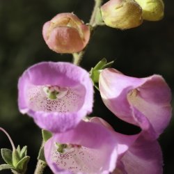 Digitalis purpurea subsp. purpurea