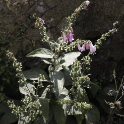 Digitalis purpurea subsp. purpurea