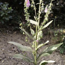 Digitalis purpurea subsp. purpurea