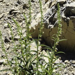 Digitalis transiens