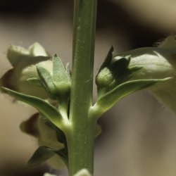 Digitalis transiens