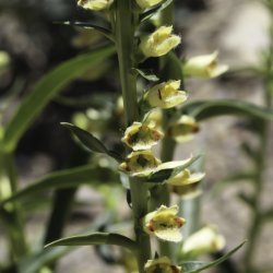 Digitalis transiens
