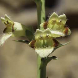 Digitalis transiens