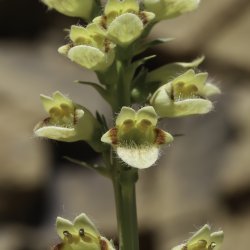 Digitalis transiens