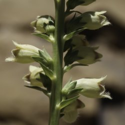 Digitalis transiens