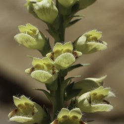 Digitalis transiens