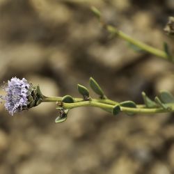 Globularia alypum