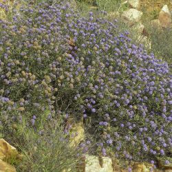 Globularia arabica