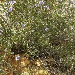 Globularia arabica