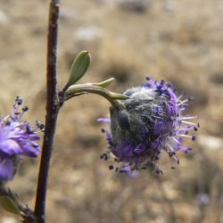 Globularia arabica