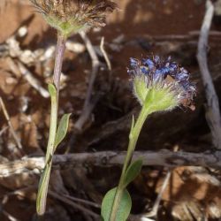 Globularia arabica