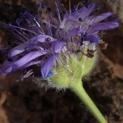 Globularia arabica