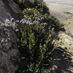 Globularia arabica