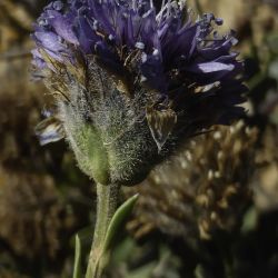 Globularia arabica