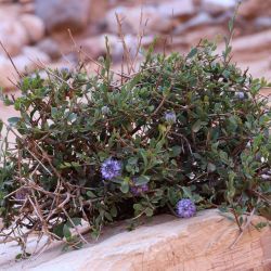 Globularia arabica
