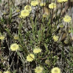 Globularia nainii