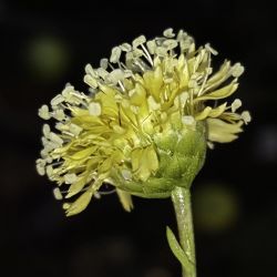 Globularia nainii