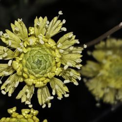 Globularia nainii