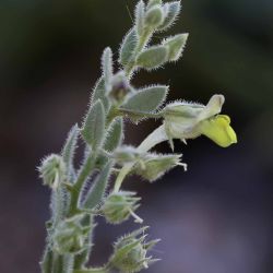 Kickxia aegyptiaca subsp. battandieri