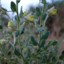 Kickxia aegyptiaca subsp. battandieri