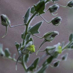 Kickxia aegyptiaca subsp. battandieri