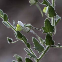 Kickxia aegyptiaca subsp. battandieri