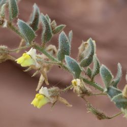 Kickxia aegyptiaca subsp. battandieri