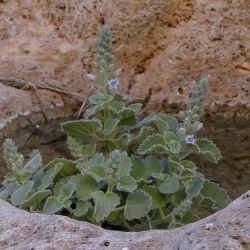 Lafuentea jeanpertiana