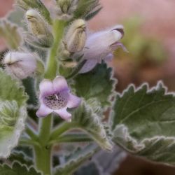 Lafuentea jeanpertiana